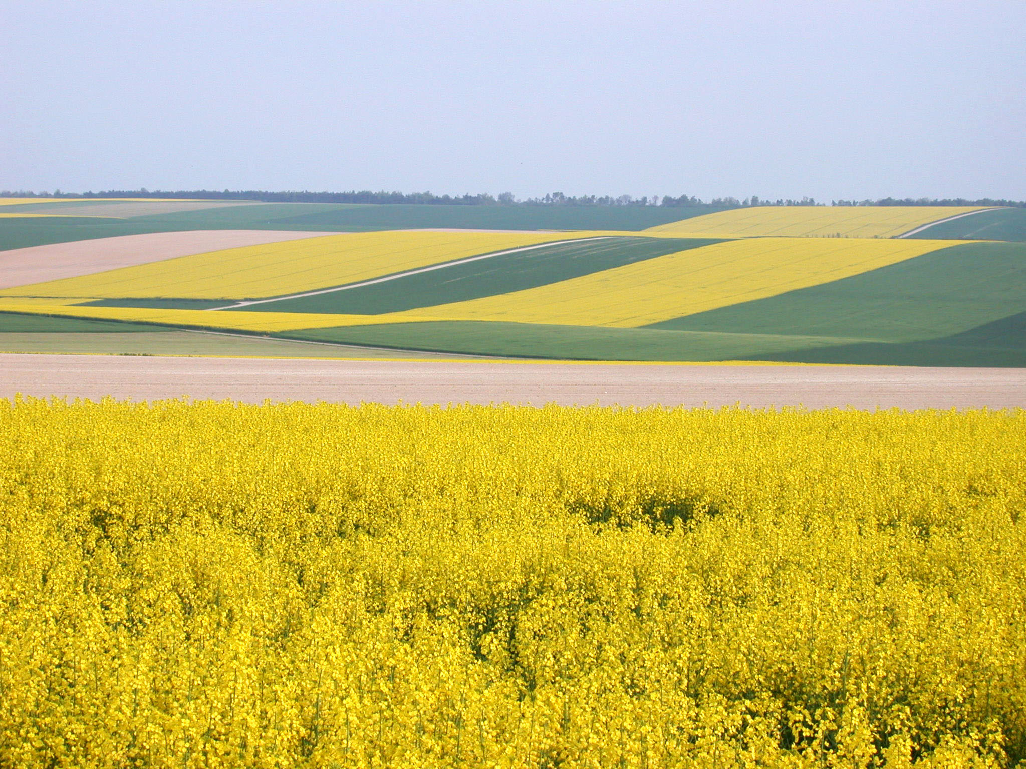 Agriculture colza © Christophe Manquillet