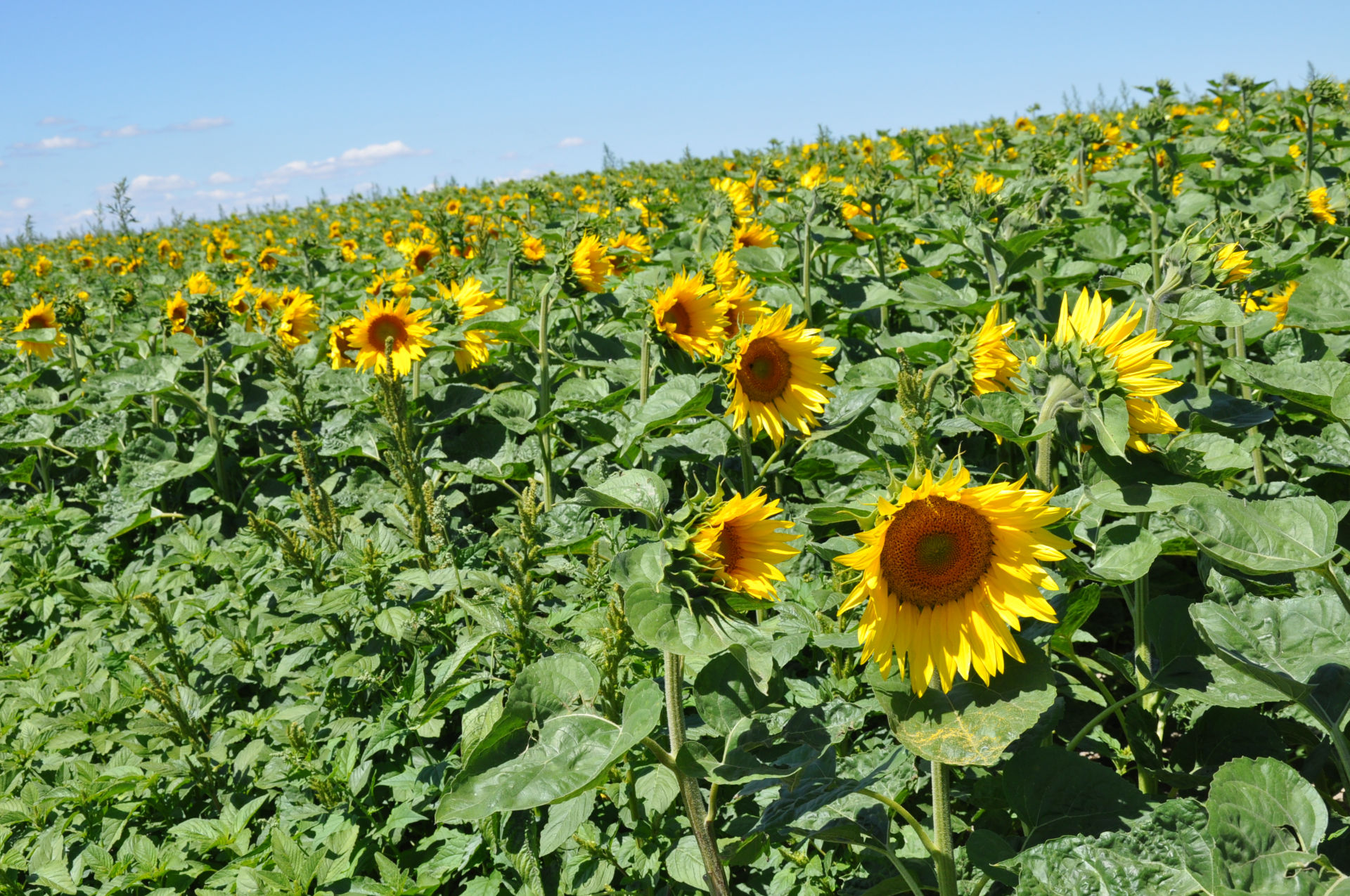 Champs de tournesol